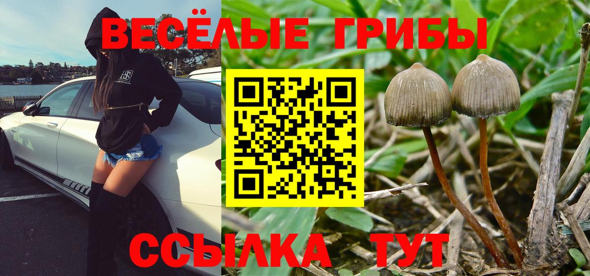 Псилоцибиновые грибы мицелий Новодвинск